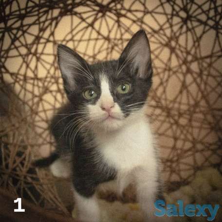 Котятки ищут дом!!, фотография 3