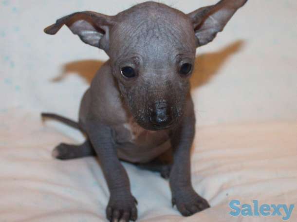 Щенки Ксолотицкунтли мини, фотография 2