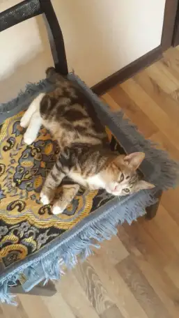 Котята 4 штуки., фотография 2