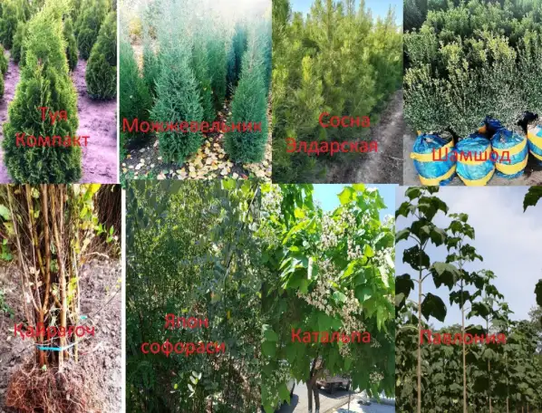 Манзарали дарахт кчатлари, фотография 10