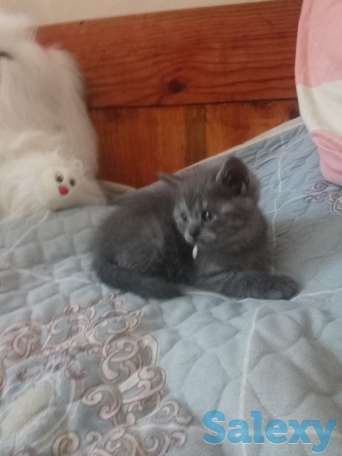 Породистые шотландские котята, фотография 4