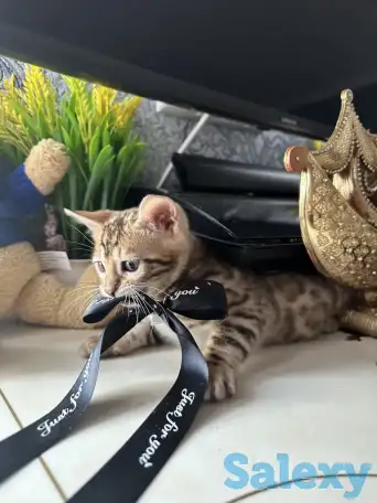 Бенгальский котенок, фотография 3