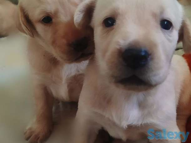 Продажа, фотография 2