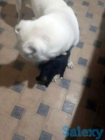 Щенок, фотография 1