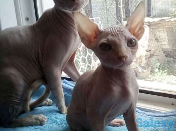 Элитные котята Канадского сфинкса, фотография 5