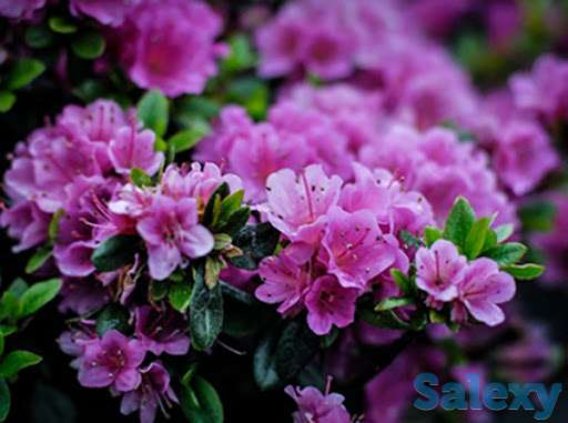 Садовое растение Азалия японская (Azalea japonica) от Bahor Gullari!, фотография 1