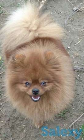 Померанский шпиц, фотография 3