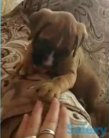 Срочно боксер немецкий девочка алиментная есть мальчики тоже, фотография 1