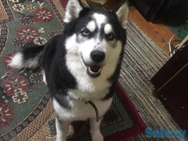 Продается чистокровный хаски, фотография 4
