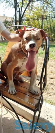 Стаффорд бесплатно, фотография 1