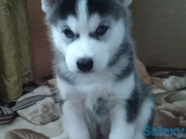 Щенки Сибирской Хаски, фотография 4