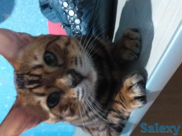 Бингальский кот, родословный, с документами и прививками, фотография 4