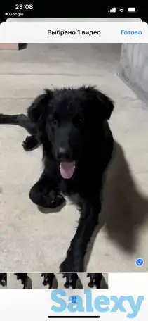 Отдам собаку в хорошие руки, фотография 1