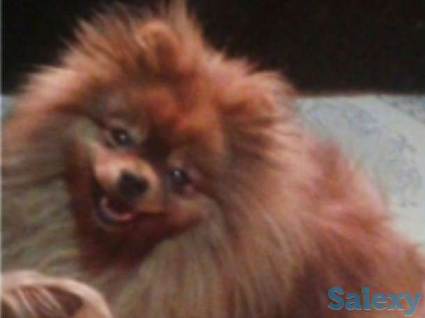 Передержка животных, фотография 1