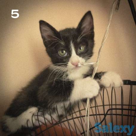 Котятки ищут дом!!, фотография 1