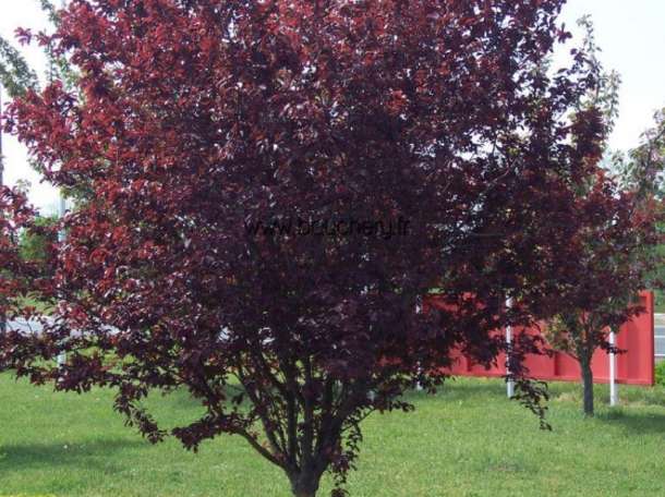 Декоративные растении, фотография 10