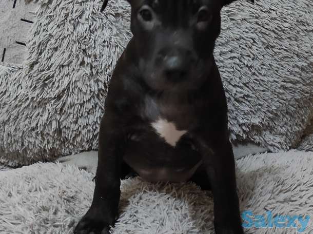 Продаются чистокровные щенки Американского Питбультерьера, фотография 3