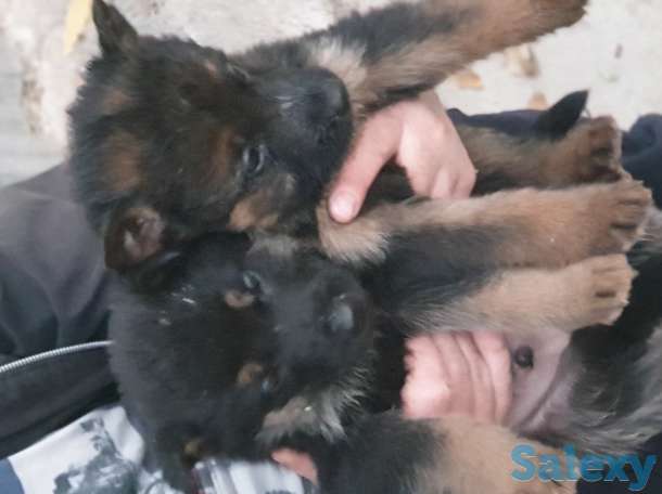 Щенки немецкой овчарки, фотография 1