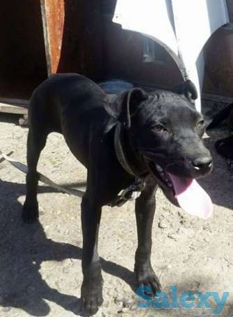 Pitt Bull Tererr, фотография 1