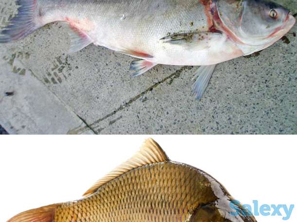 Baliq bor optomga!, фотография 1