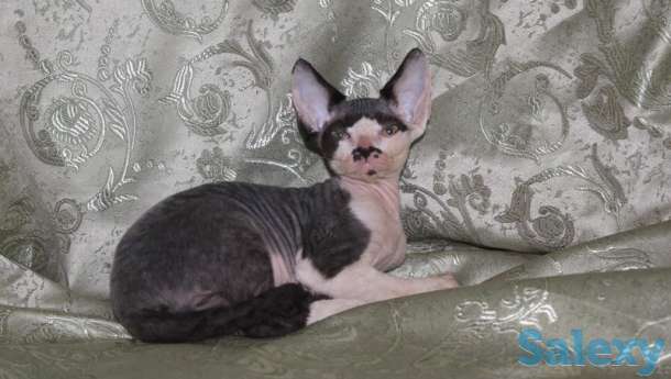 МИЛАШКИ, фотография 2