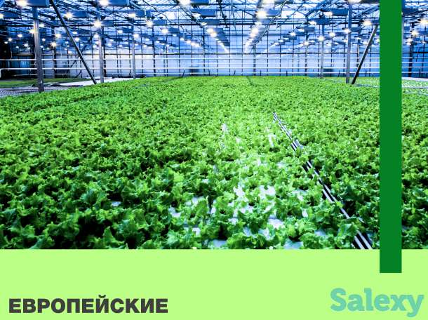OSC Royal Greenhouses - Строительство Европейских Теплиц 