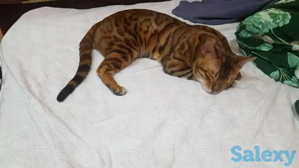Бенгальский кот, фотография 3