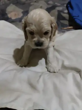 Продаются щенки, фотография 1