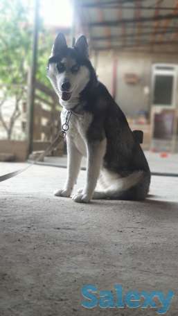 Сибирская хаски родословная девочка по кличке Тайга, фотография 2