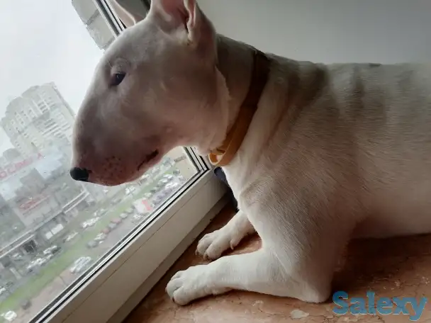 Бультерьер, фотография 4