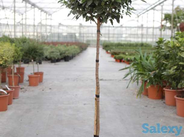 Калина лавролистная от Bahor Gullari!, фотография 2