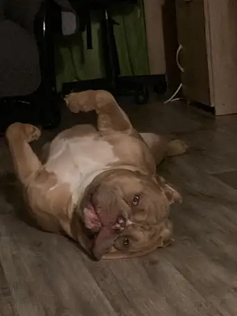 Вязка Американского булли, фотография 4