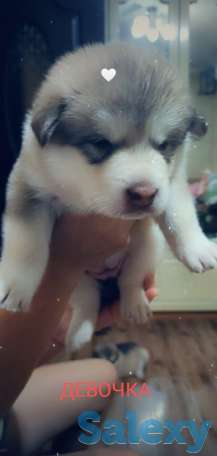 Продаются щенки Аляскинского маламута, фотография 5