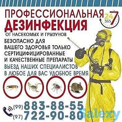 Дезинфекция от насекомых, фотография 8