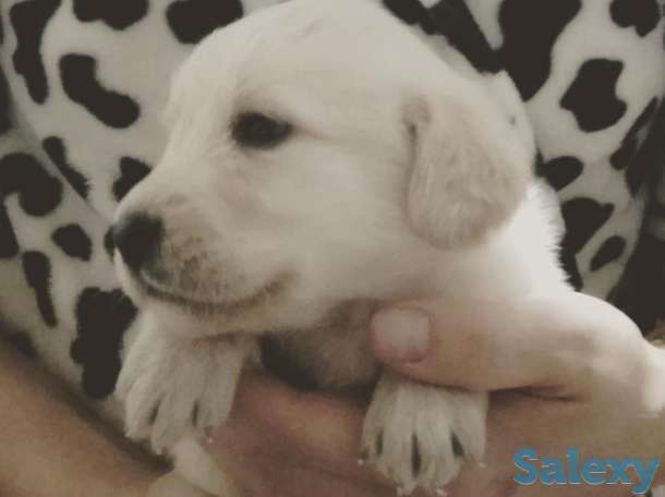 Продаются щенки Лабрадора, фотография 1