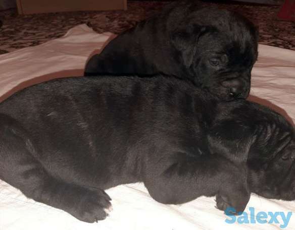 Продаются щенки кани-карсо итальяно, фотография 1