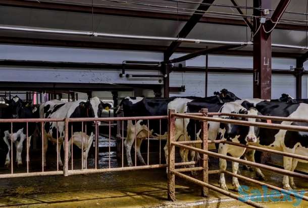 Продажа КРС оптом живым весом по РФ и СНГ, фотография 6