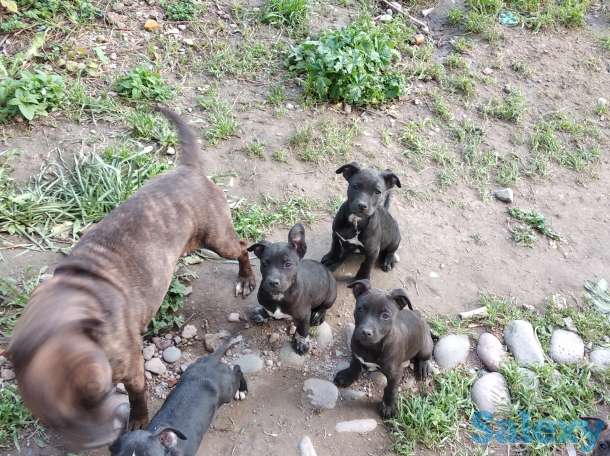 Стаффордширский терьер, фотография 4