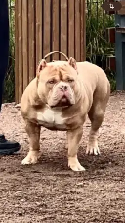 Вязка Американского булли, фотография 1