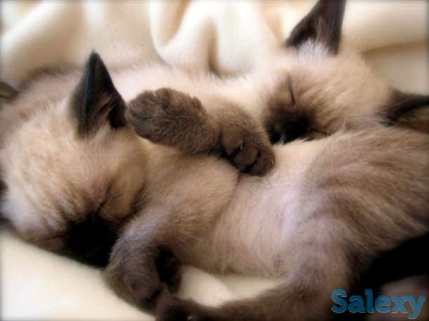 Элитные  сиамские котята, фотография 6