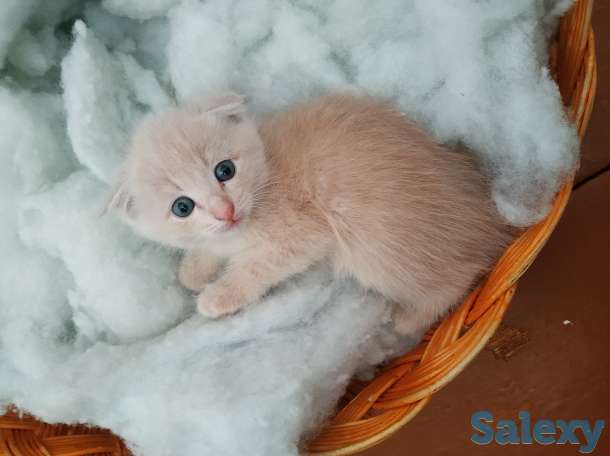 Вислоухие котята, фотография 4