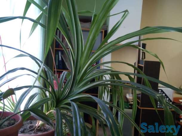 Продам цветок, фотография 1