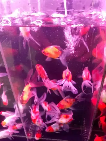 Аквариумные рыбки, фотография 1