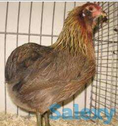 животное, фотография 2