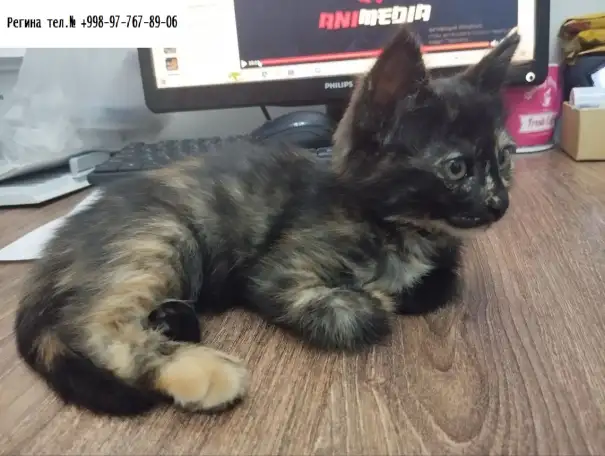 Многомастная ласковая кошечка, фотография 1