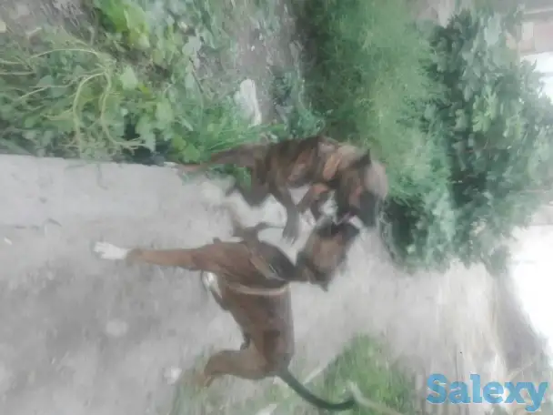 Продам собаку., фотография 1