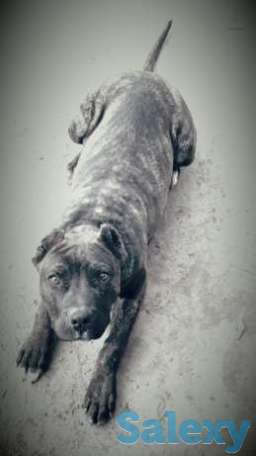 Стаффорд щенок, фотография 1