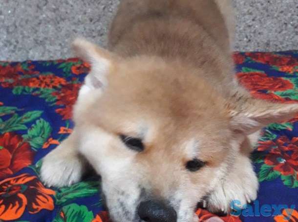 Акита от чемпиона, фотография 6