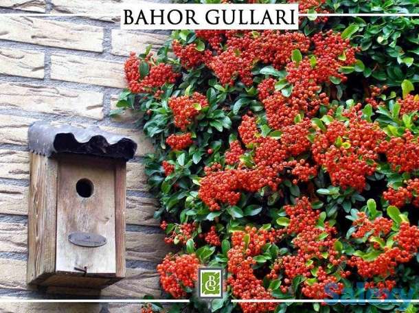 Садовое растетение Пиракантка 65-75 см от Bahor Gullari!, фотография 1