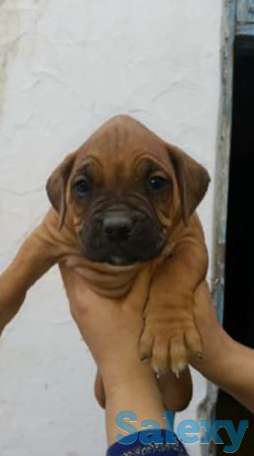 Продаётся щинки Баксер, фотография 1